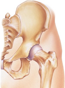 A full human leg, anterior view, showing bones and joints in situ